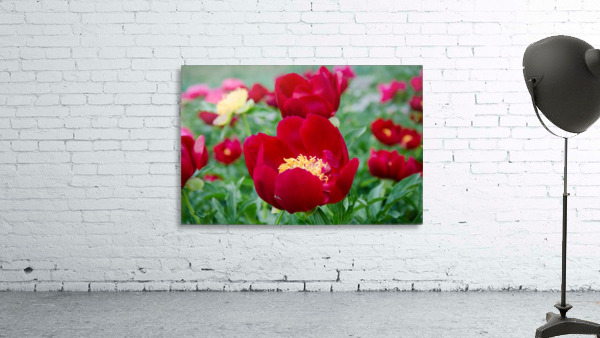 Red Sunshine Wall Preview
