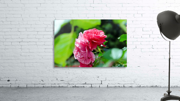 Rose Name Wall Preview