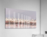 Flamingos Acrylic Print