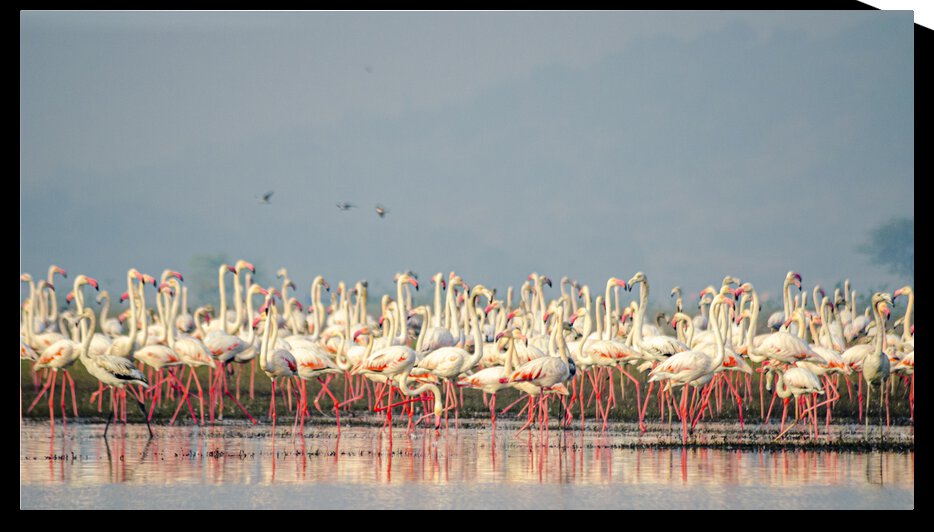 Flamingos At Lake  by Aniket Wasnik