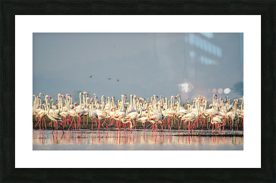 Flamingos At Lake  Picture Frame print