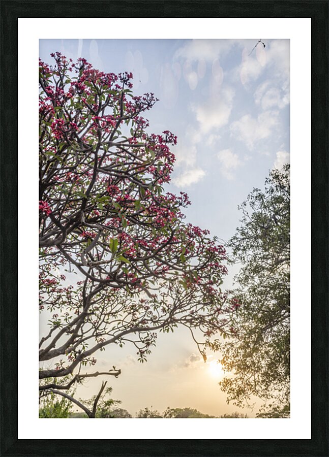 Sunset  Picture Frame print