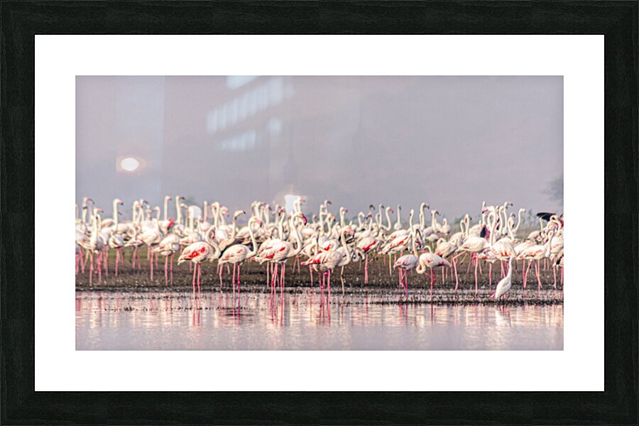 Flamingos Picture Frame print