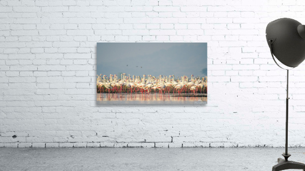 Flamingos At Lake  Wall Preview