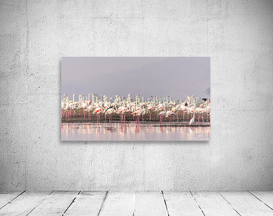 Flamingos Wall Preview