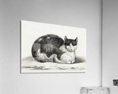 Lying cat Acrylic Print