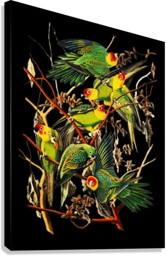 Carolina parrots  Canvas Print