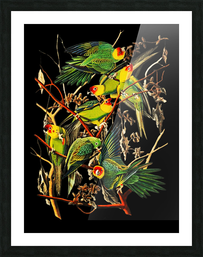 Carolina parrots  Picture Frame print