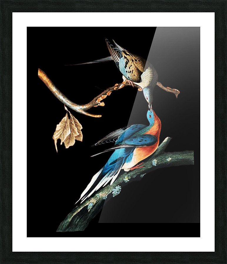 Passenger pigeons Picture Frame print