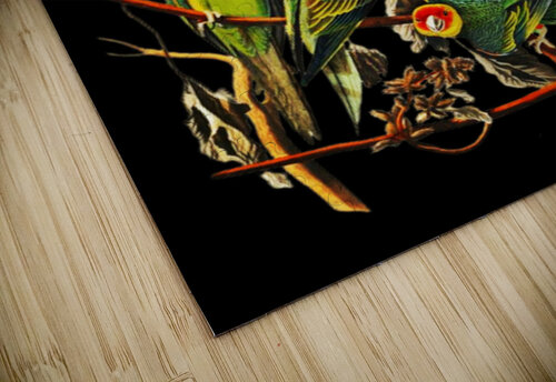 Carolina parrots  Lettykaweesa puzzle
