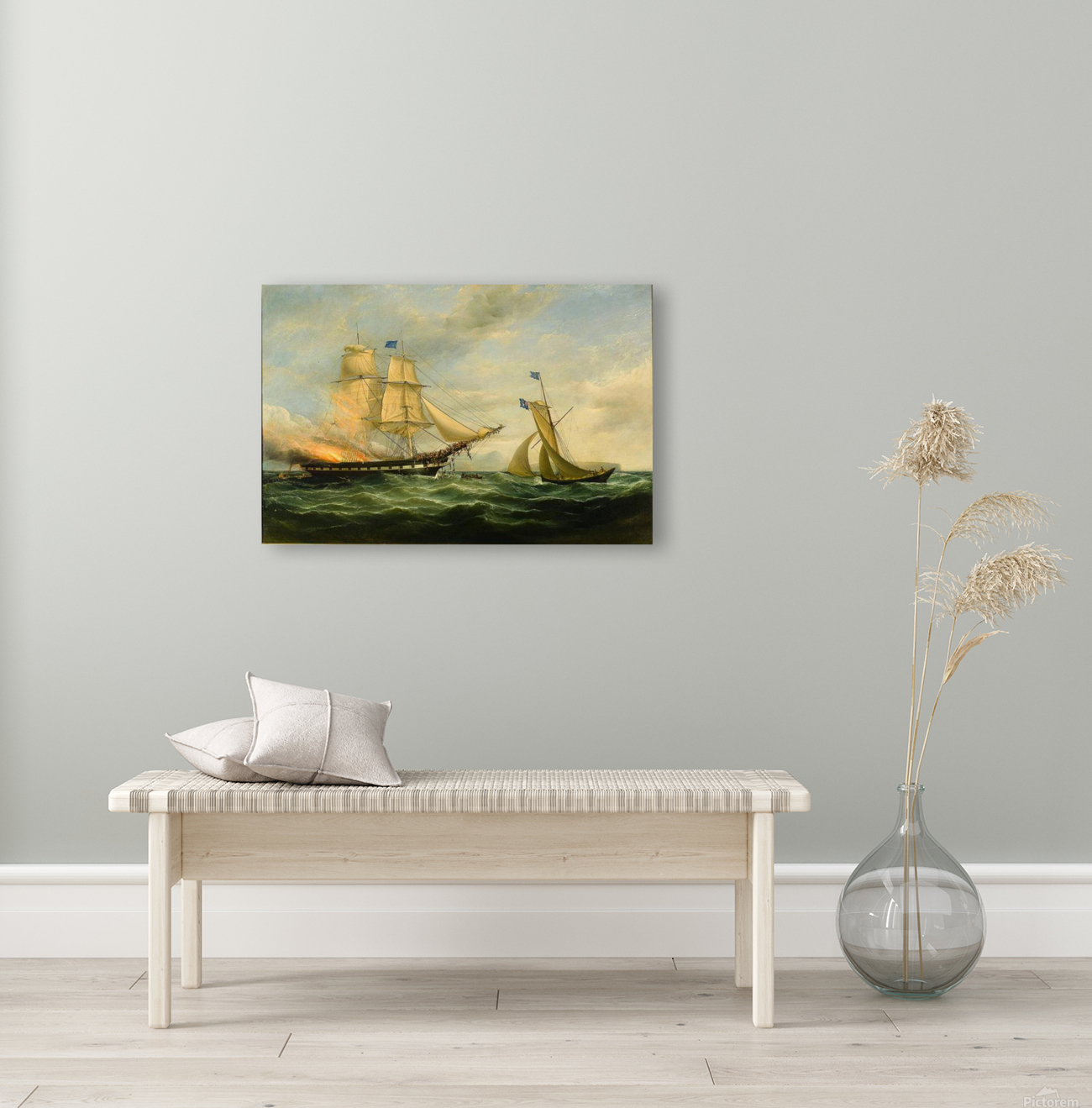 Ocean monarch Reproduction