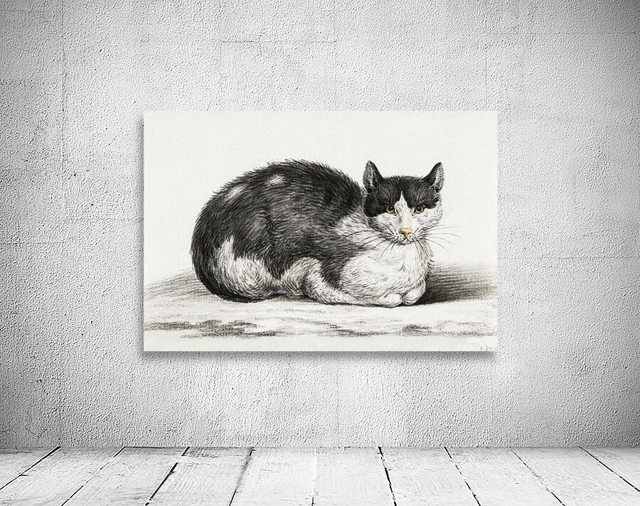 Lying cat Wall Preview