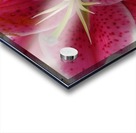Lily Acrylic print