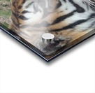Meow Acrylic print