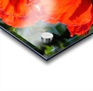 Poppies Acrylic print