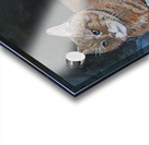 catportrait Acrylic print