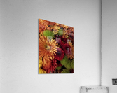 Fighting for Attention Acrylic Print