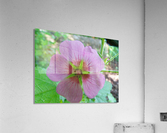 Transparency Acrylic Print