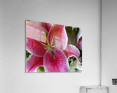 Lily Acrylic Print