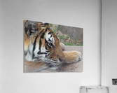 Meow Acrylic Print