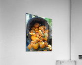 Megacornacopia Acrylic Print