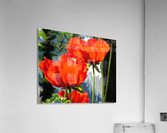 Poppies Acrylic Print