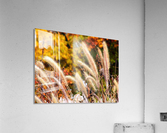Dancing Grass Acrylic Print