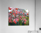 Berries Acrylic Print