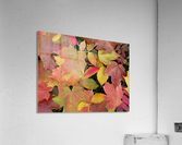 Field Study Acrylic Print