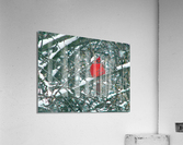 Camouflage Acrylic Print