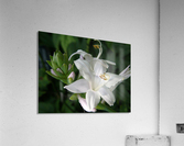 Purity Acrylic Print