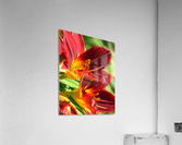 Firecrackers Acrylic Print