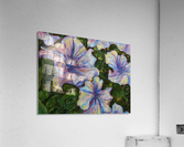 Petunias Acrylic Print
