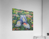 Showoff Acrylic Print
