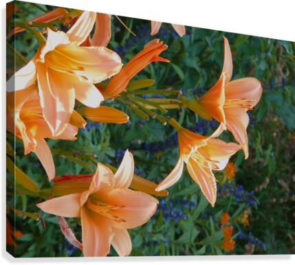 Sun Worshippers Canvas Print