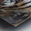 Meow Metal print