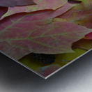 Natures Collage Metal print