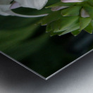 Purity Metal print