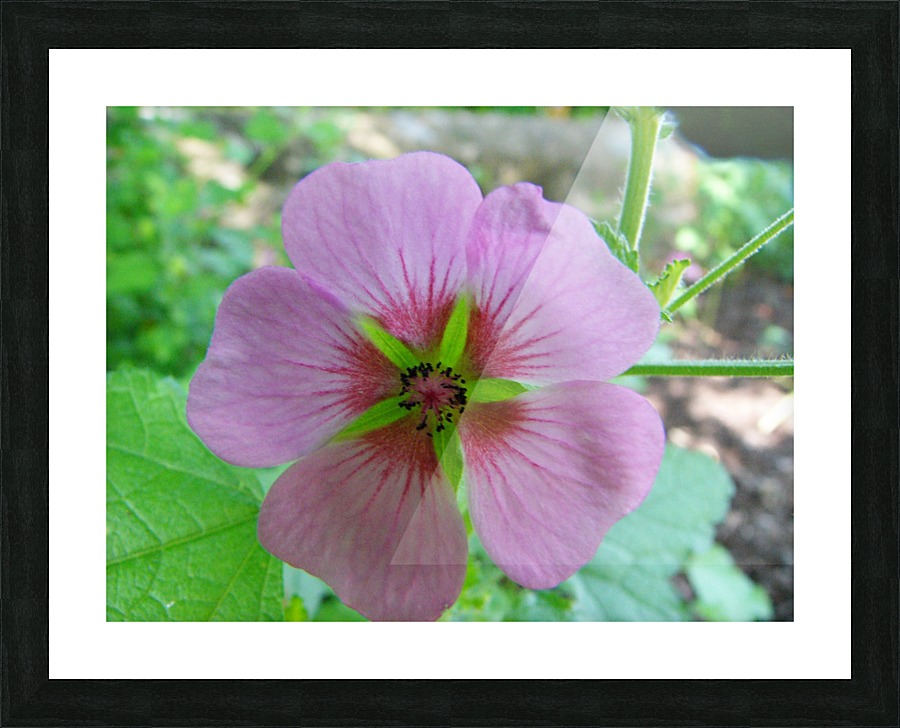 Transparency Picture Frame print