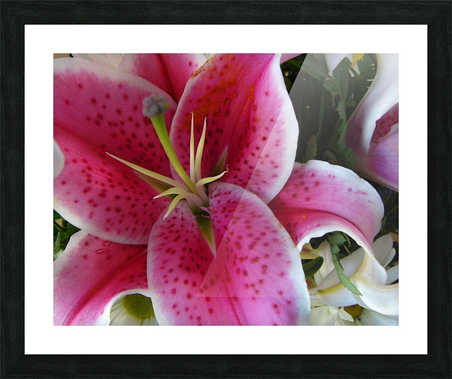 Lily Picture Frame print