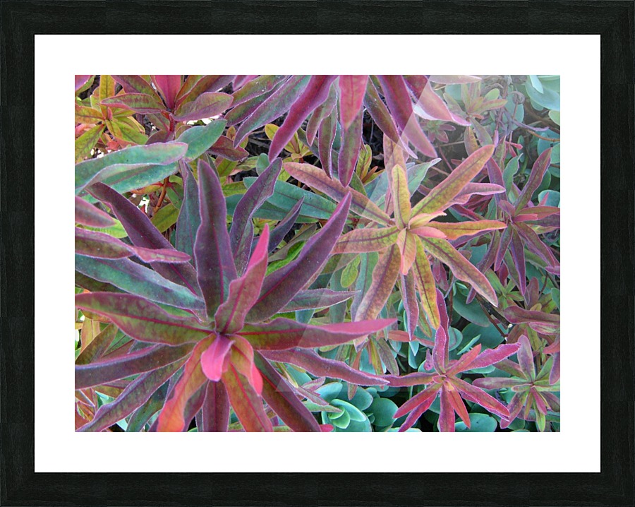 Natures Magic Picture Frame print