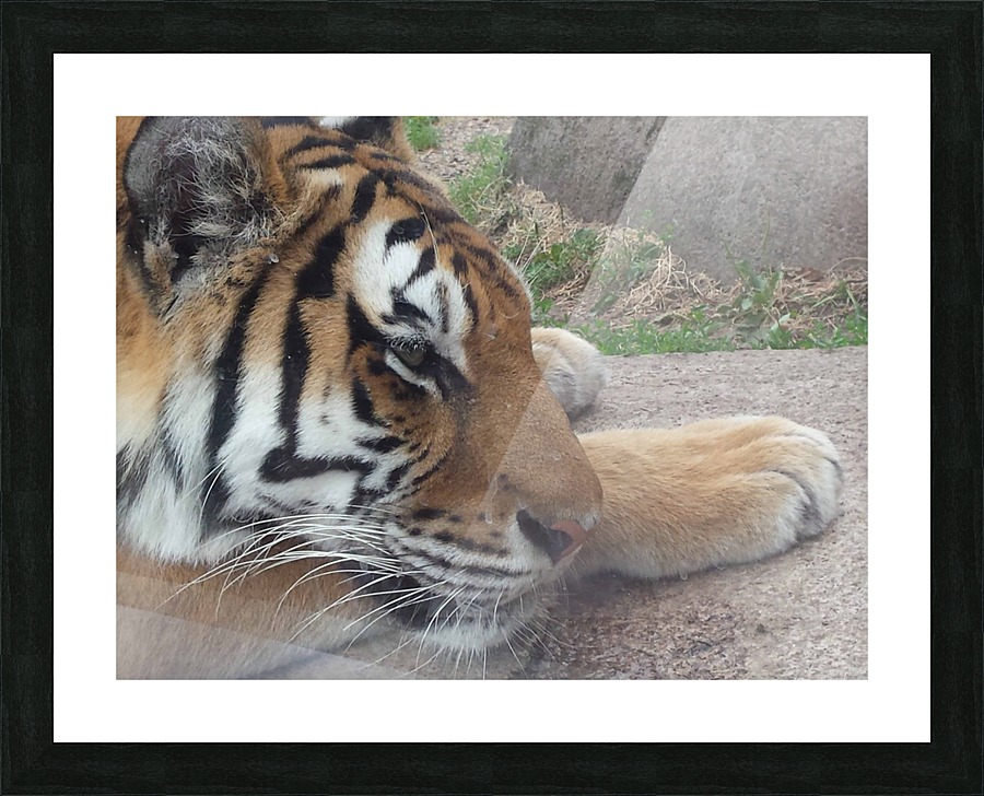 Meow Picture Frame print
