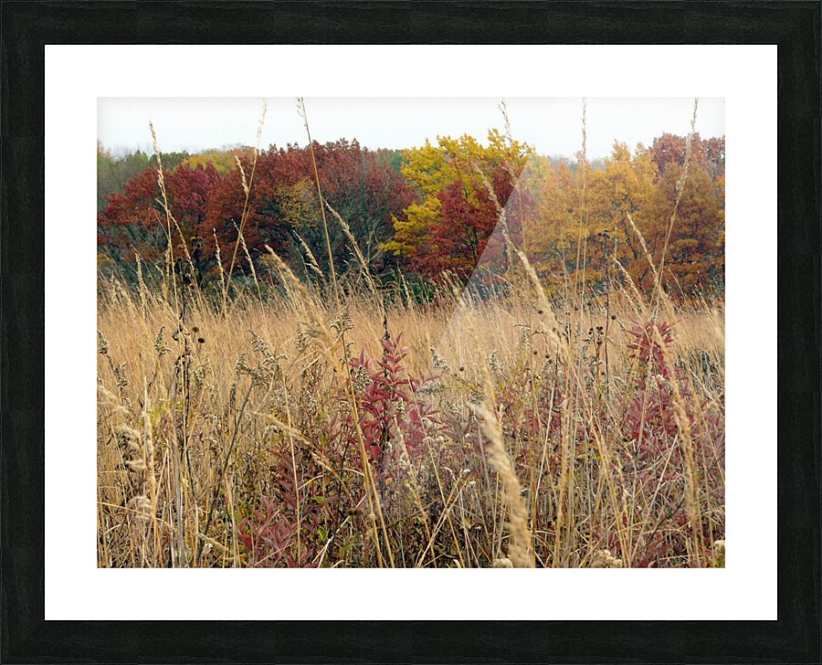 Whispering Wind Picture Frame print