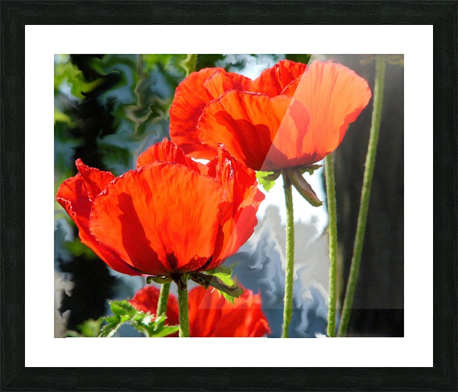 Poppies Picture Frame print