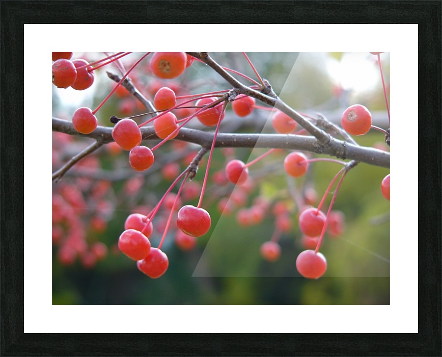 Berries Picture Frame print