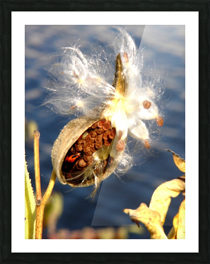 Wild Thing Picture Frame print