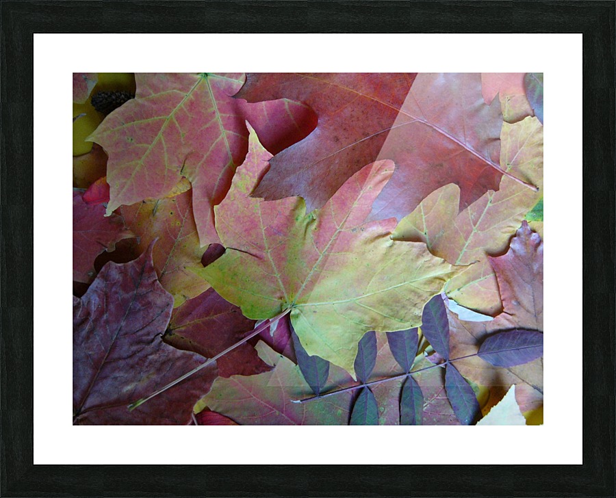 Natures Collage Picture Frame print