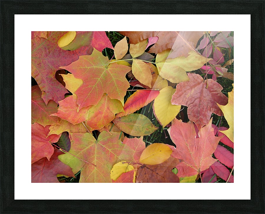 Field Study Picture Frame print