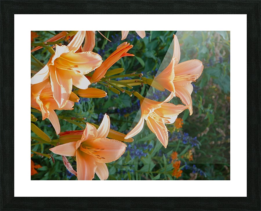 Sun Worshippers Picture Frame print