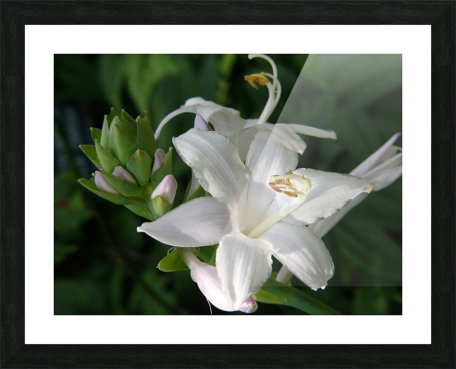 Purity Picture Frame print